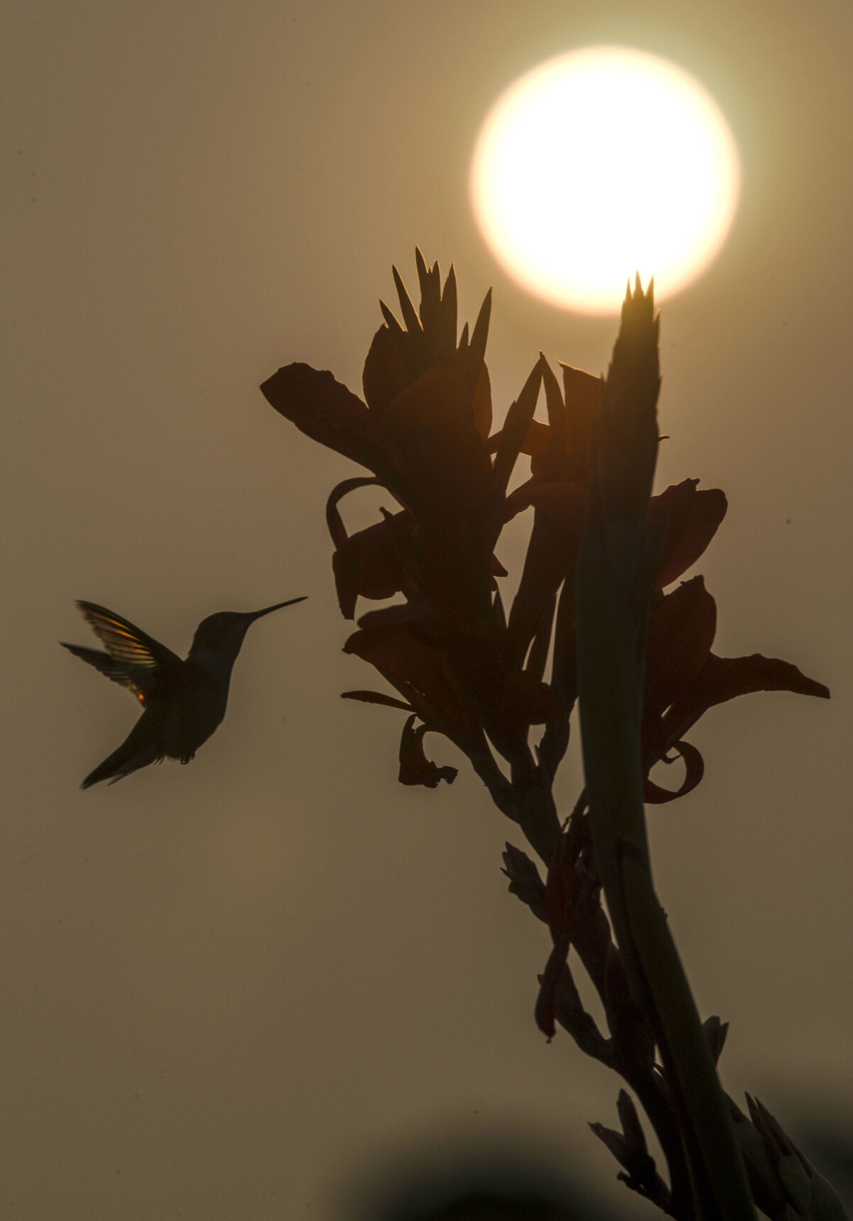 WESTERN WILDFIRES SMOKY SKIES